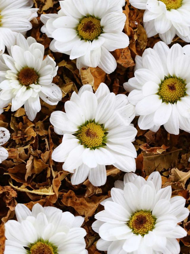 White Chrysanthemums by Olivia Torma Couture