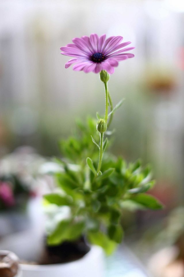 Purple African Cape Daisy