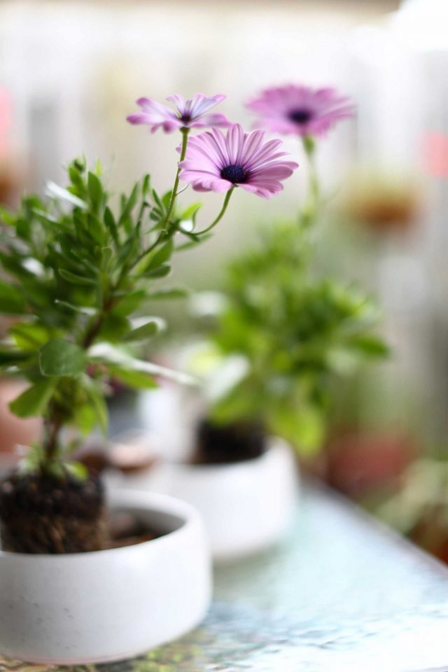 Purple African Cape Daisy