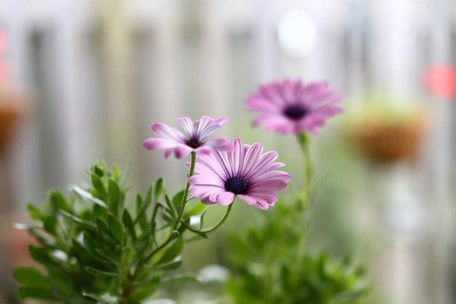 Purple African Cape Daisy