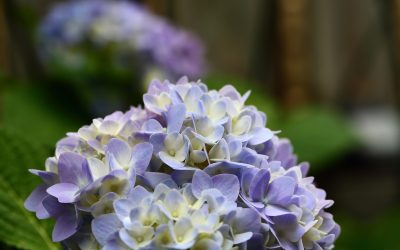 The Joy and Beauty of Hydrangeas