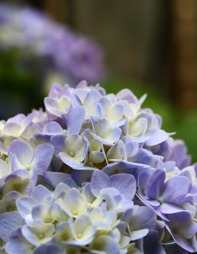 A Message of Peace, Blue Hydrangeas, Olivia Torma Couture