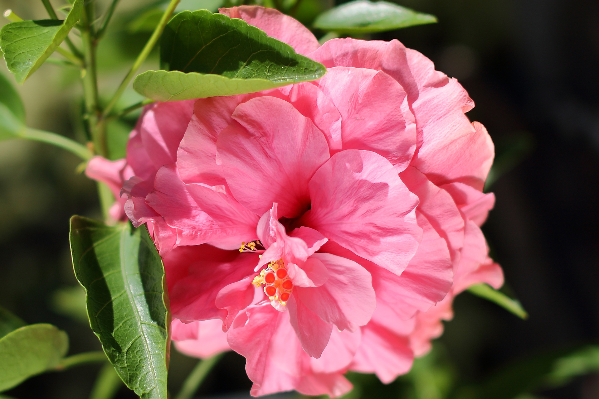 Double Pink Hibiscus © Olivia Torma 2022