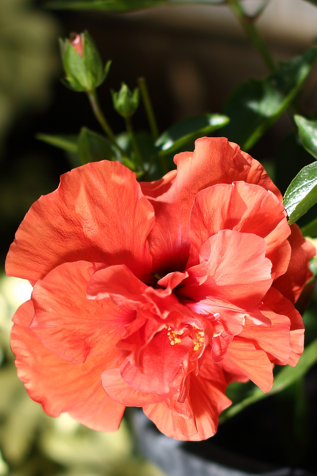 Orange Hibiscus Flower by Olivia Torma (c) 2022