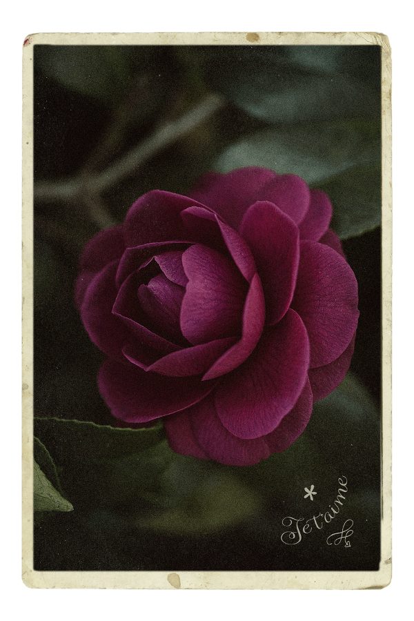 'Je t'aime Camellia' Postcard Print by Olivia Torma, vintage style flower postcards to say I Love You