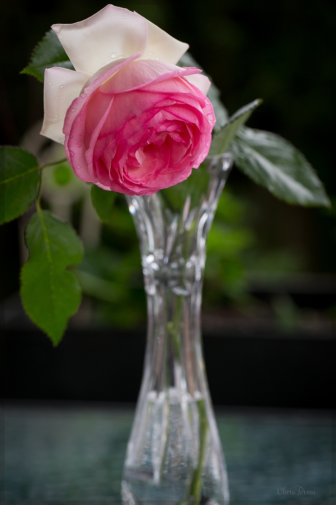 Pierre de Ronsard Rose, Olivia Torma couture, Olivia Torma flower photography